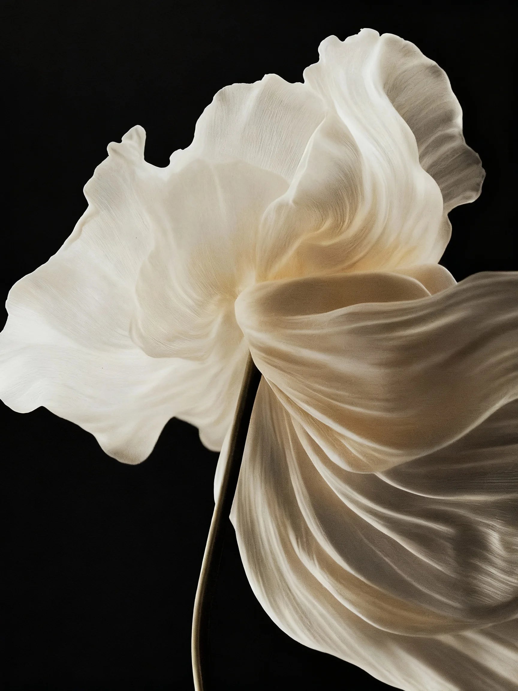 Zoomable_image_4064cd9e-42ec-4a67-a739-1ea051e88997.jpg